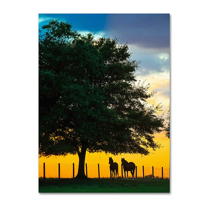 Preston Horse Sunset 14 x 19 Canvas Art Image 1
