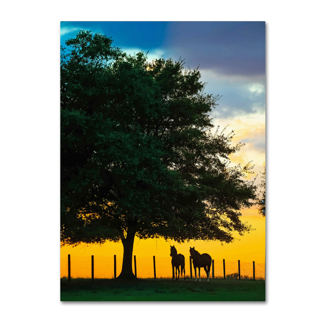 Preston Horse Sunset 14 x 19 Canvas Art Image 2