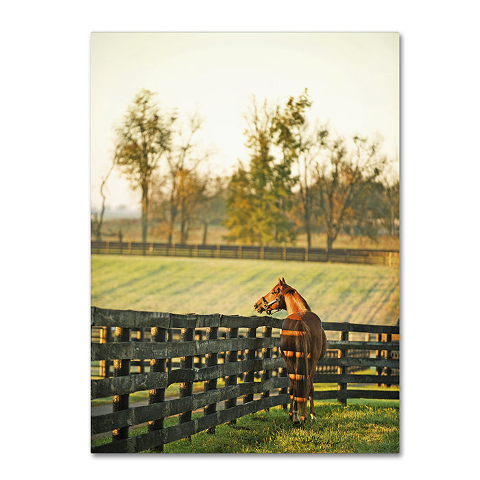 Preston Kentucky Horse Sunrise 14 x 19 Canvas Art Image 1