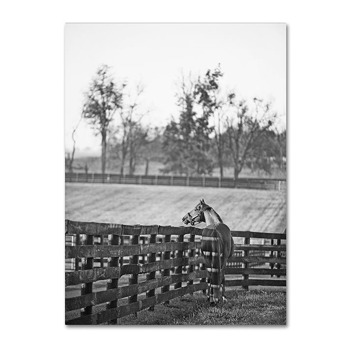 Preston Kentucky Horse Sunrise BW 14 x 19 Canvas Art Image 1