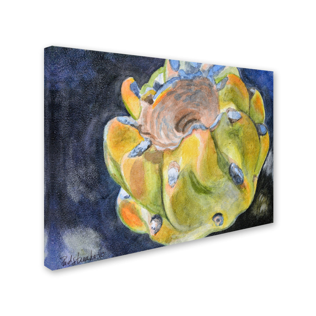 Jennifer Redstreake Cactus Fruit 14 x 19 Canvas Art Image 3