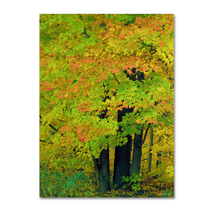 Kathie McCurdy Forest Beauty 14 x 19 Canvas Art Image 1