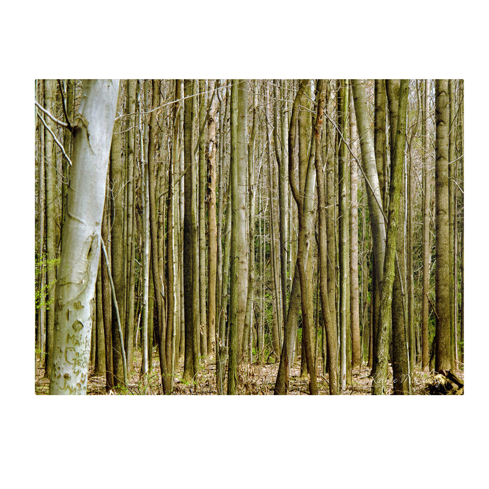 Kathie McCurdy Forest Floor Spring 14 x 19 Canvas Art Image 1