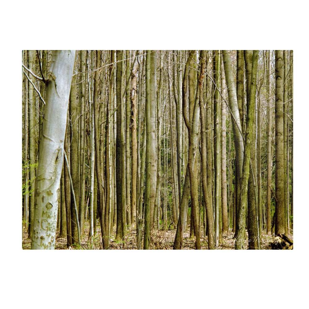 Kathie McCurdy Forest Floor Spring 14 x 19 Canvas Art Image 2