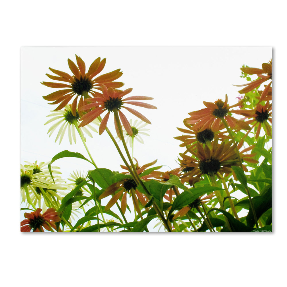 Kathie McCurdy Orange Coneflowers 14 x 19 Canvas Art Image 2