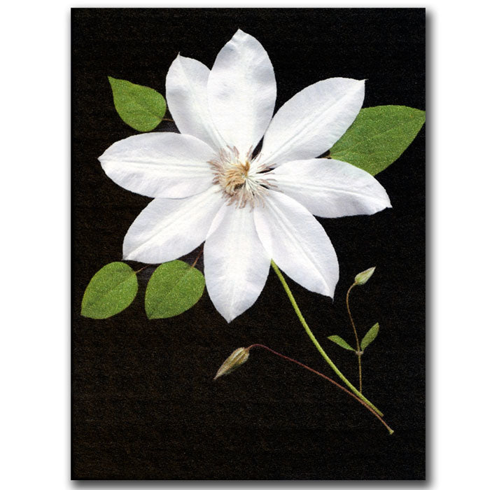 Star by Kathie McCurdy -18x24 14 x 19 Canvas Art Image 1