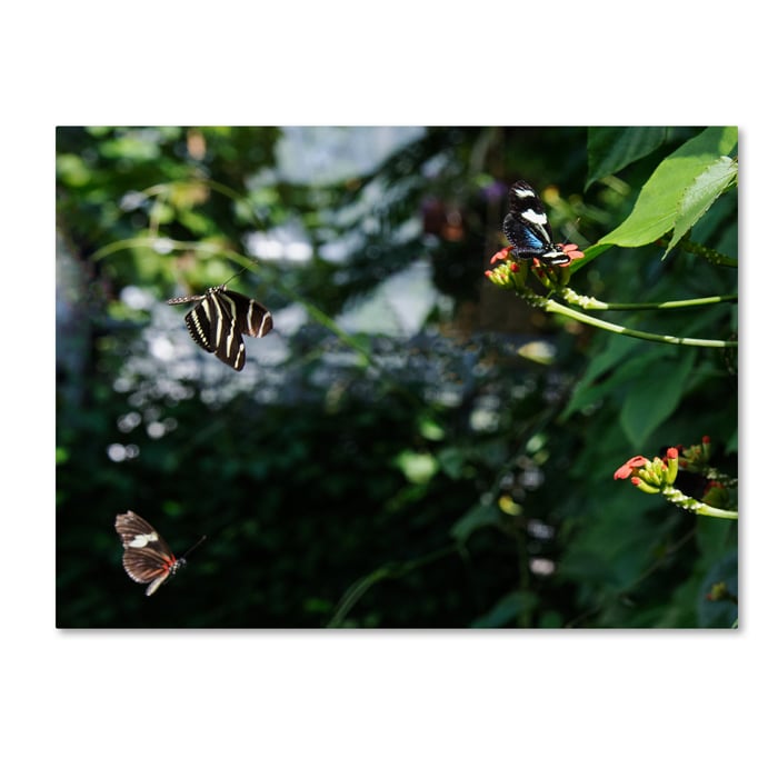 Kurt Shaffer Butterflies in Flight 14 x 19 Canvas Art Image 1