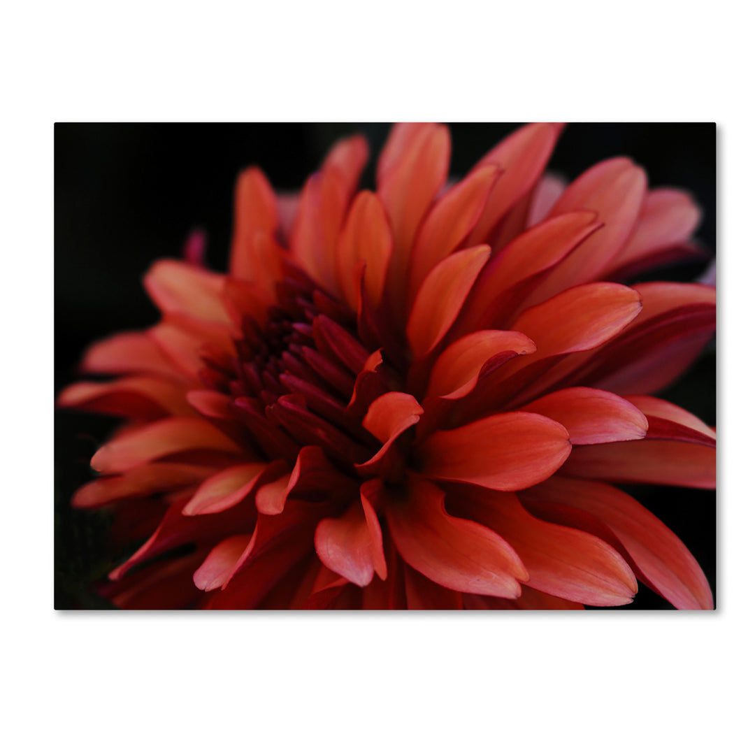 Kurt Shafer Red Dhalia 14 x 19 Canvas Art Image 1