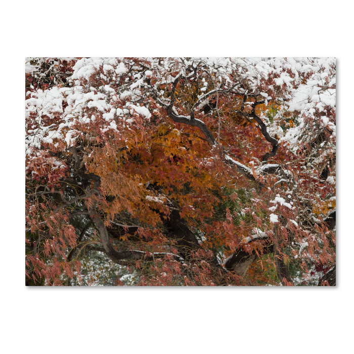 Kurt Shaffer Early Snow Fall 14 x 19 Canvas Art Image 1