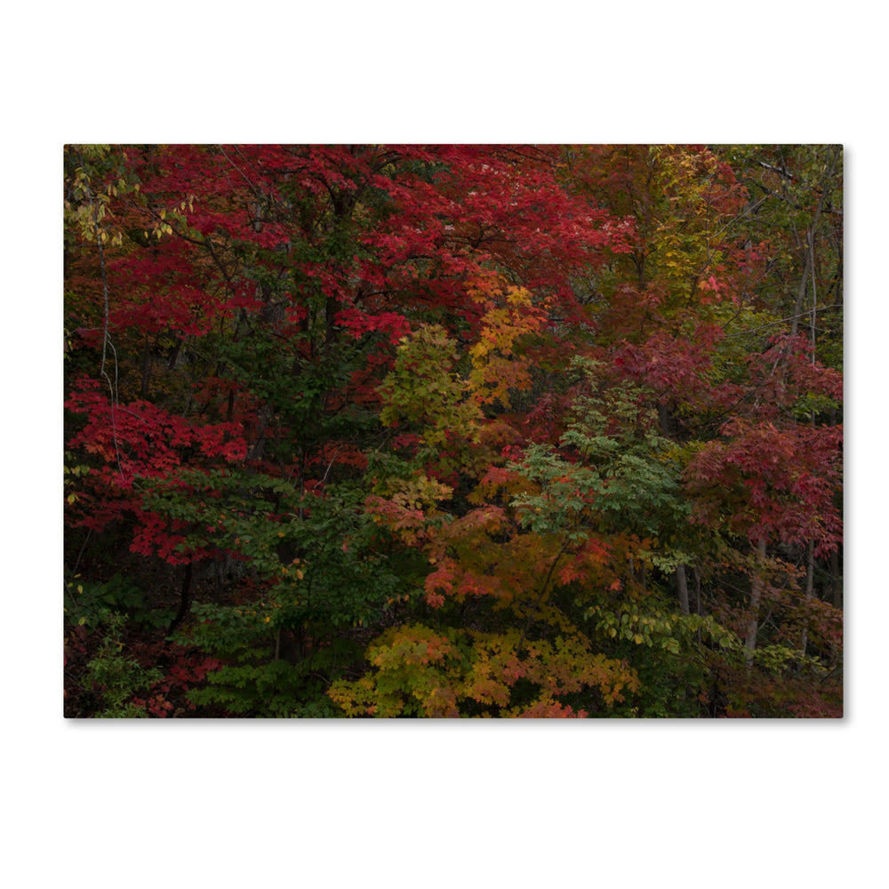 Kurt Shaffer Why I Love Autumn 14 x 19 Canvas Art Image 2