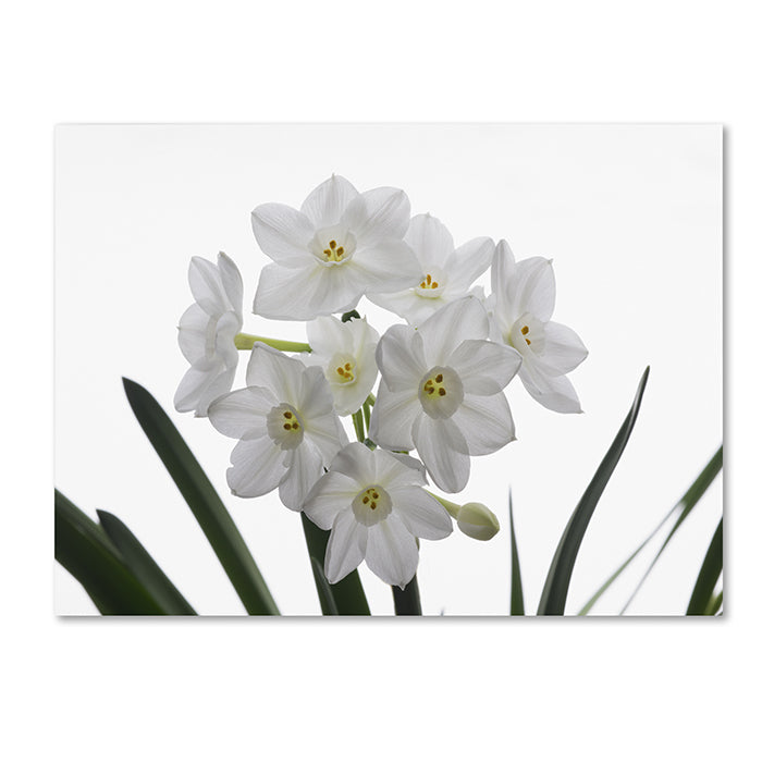 Kurt Shaffer Paper White Bouquet 14 x 19 Canvas Art Image 1