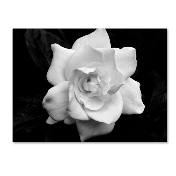 Kurt Shaffer Gardenia in Black and White 14 x 19 Canvas Art Image 2