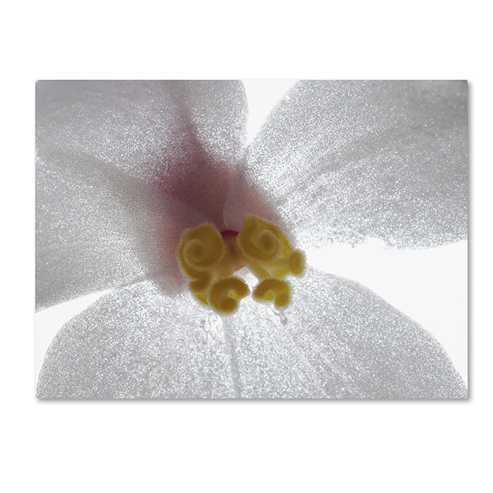Kurt Shaffer Escargo Begonia Flower 14 x 19 Canvas Art Image 1