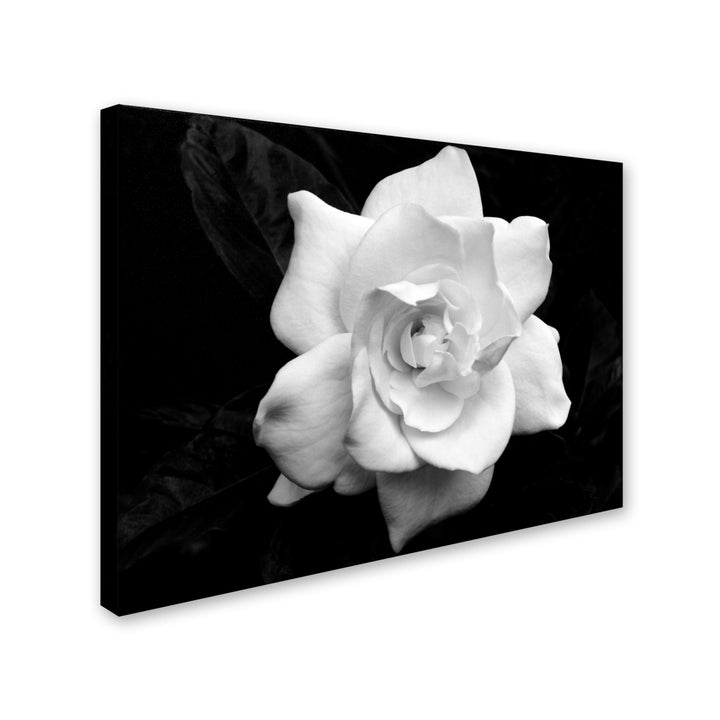 Kurt Shaffer Gardenia in Black and White 14 x 19 Canvas Art Image 3