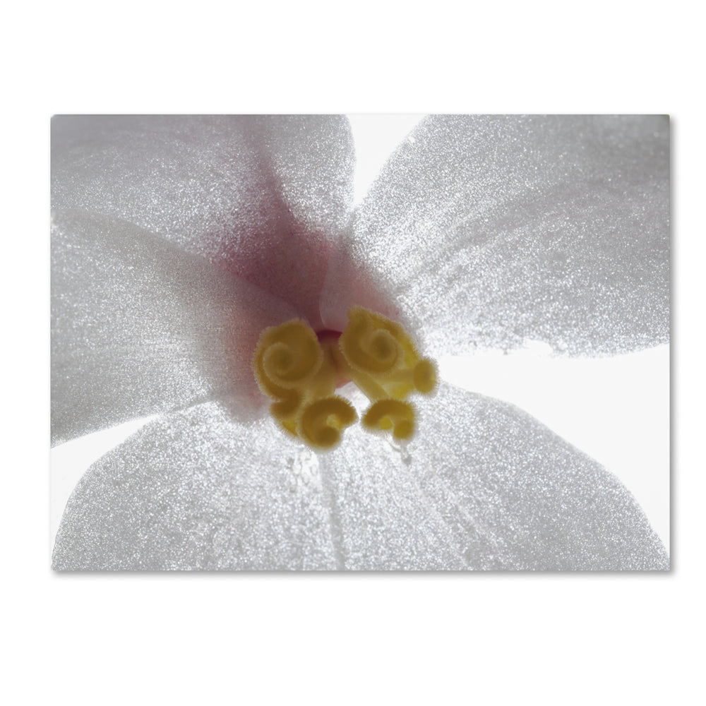 Kurt Shaffer Escargo Begonia Flower 14 x 19 Canvas Art Image 2