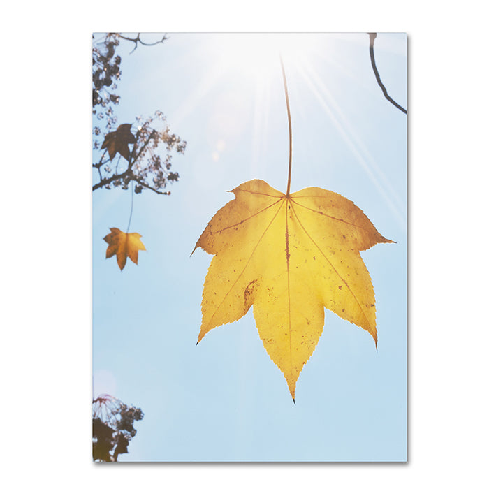 Kurt Shaffer Autumn Leaf in the Sun 14 x 19 Canvas Art Image 1