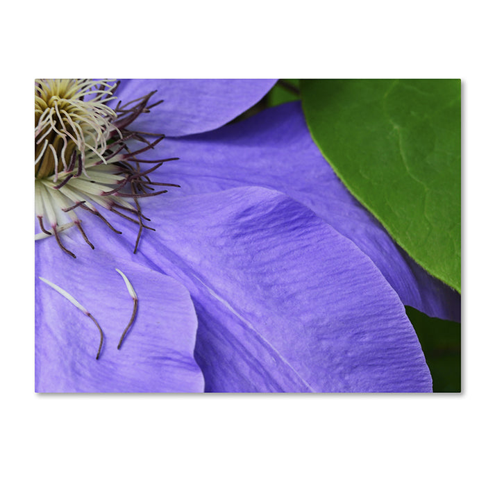 Kurt Shaffer Clematis Abstract 14 x 19 Canvas Art Image 1