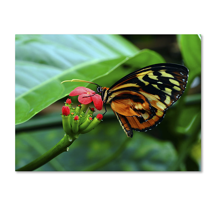 Kurt Shaffer Cream Spotted Tigerwing 14 x 19 Canvas Art Image 1