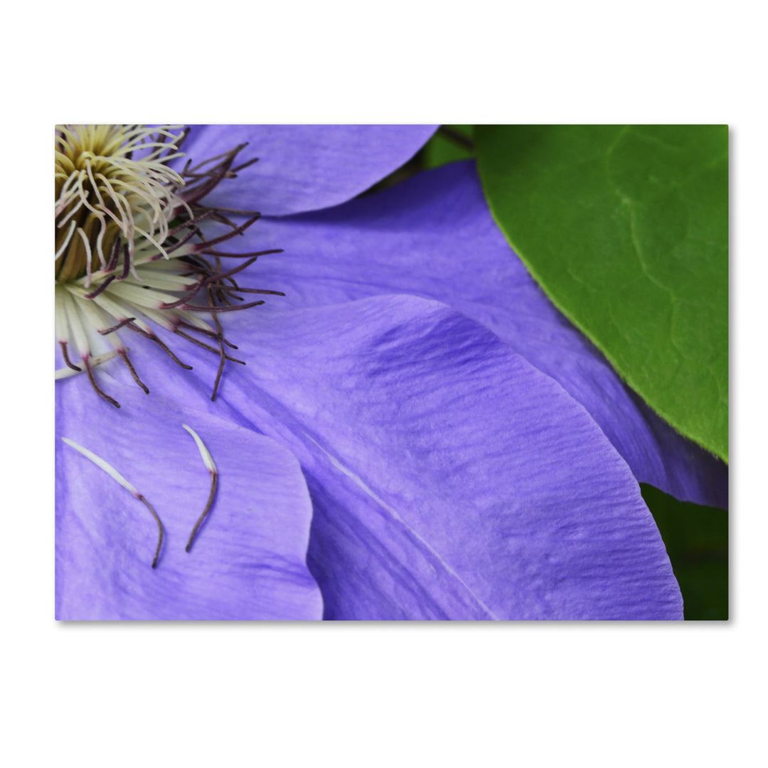 Kurt Shaffer Clematis Abstract 14 x 19 Canvas Art Image 2