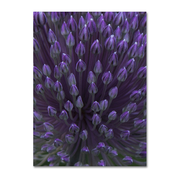 Kurt Shaffer Alien Flower Pods 14 x 19 Canvas Art Image 1