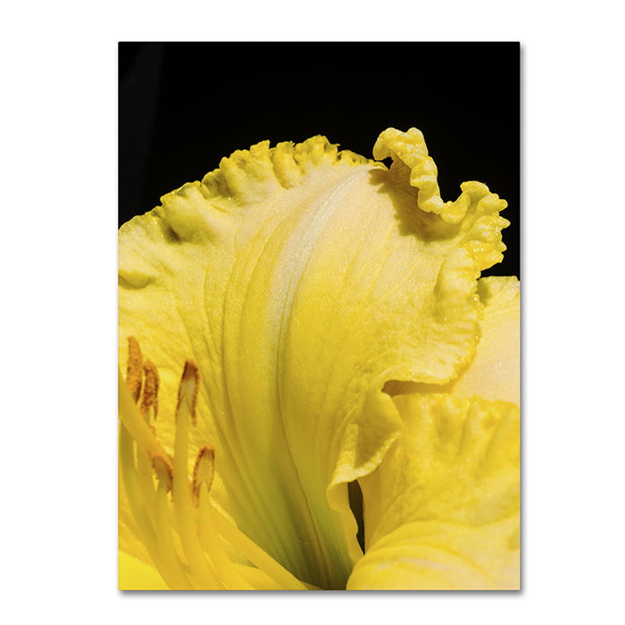 Kurt Shaffer Day Lily Abstract 14 x 19 Canvas Art Image 1