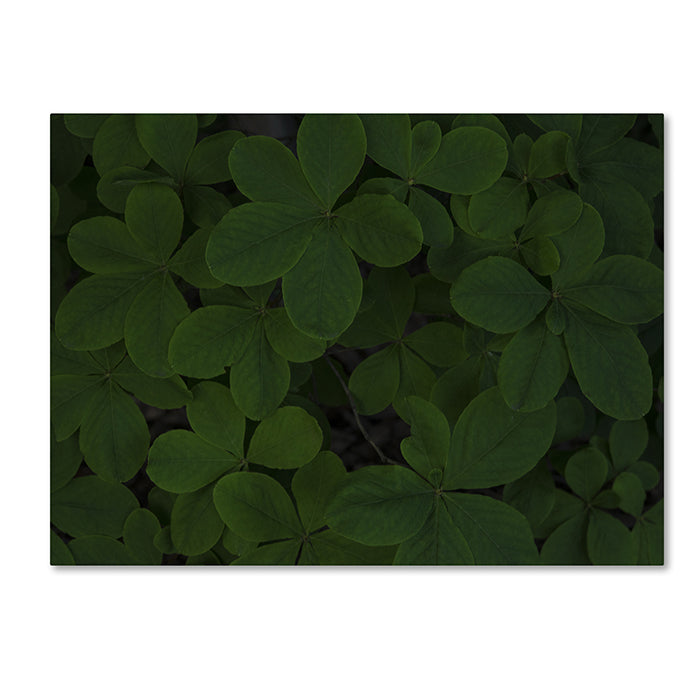 Kurt Shaffer Green Leaf Abstract 14 x 19 Canvas Art Image 1