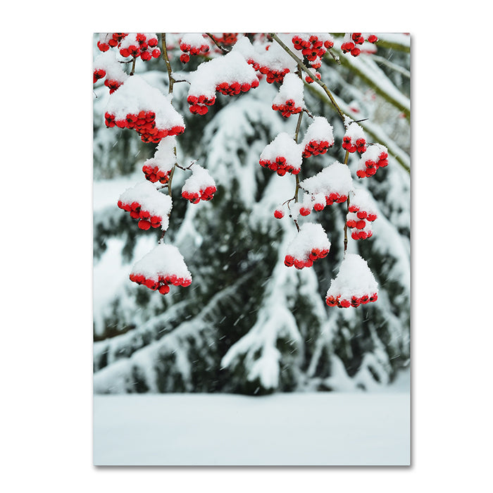 Kurt Shaffer Winter Berries and Pine 14 x 19 Canvas Art Image 1
