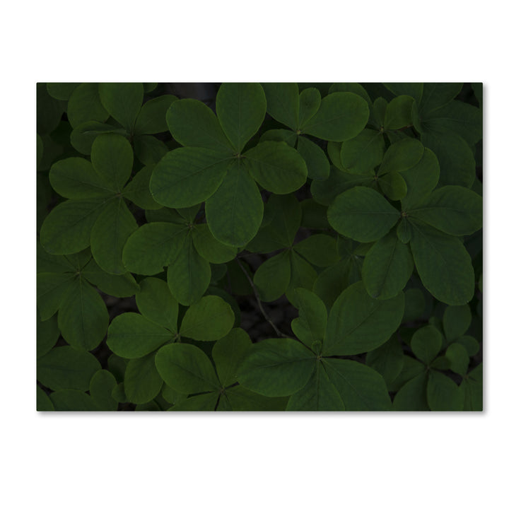 Kurt Shaffer Green Leaf Abstract 14 x 19 Canvas Art Image 2