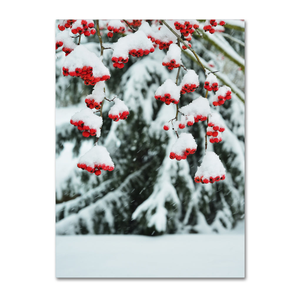 Kurt Shaffer Winter Berries and Pine 14 x 19 Canvas Art Image 2