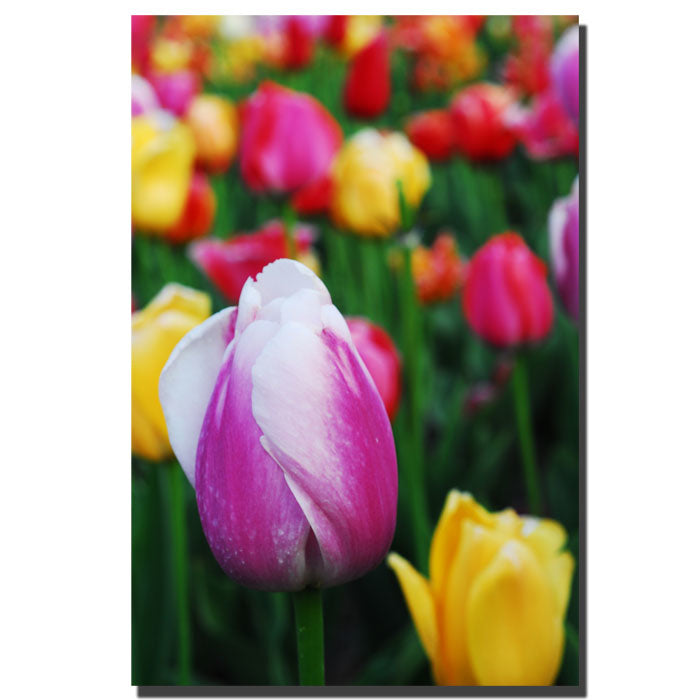 Kurt Shaffer In Amont the Tulips 14 x 19 Canvas Art Image 1