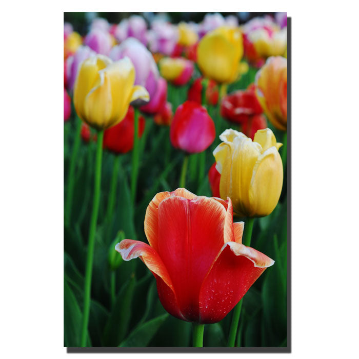 Kurt Shaffer In Amont the Tulips II 14 x 19 Canvas Art Image 1