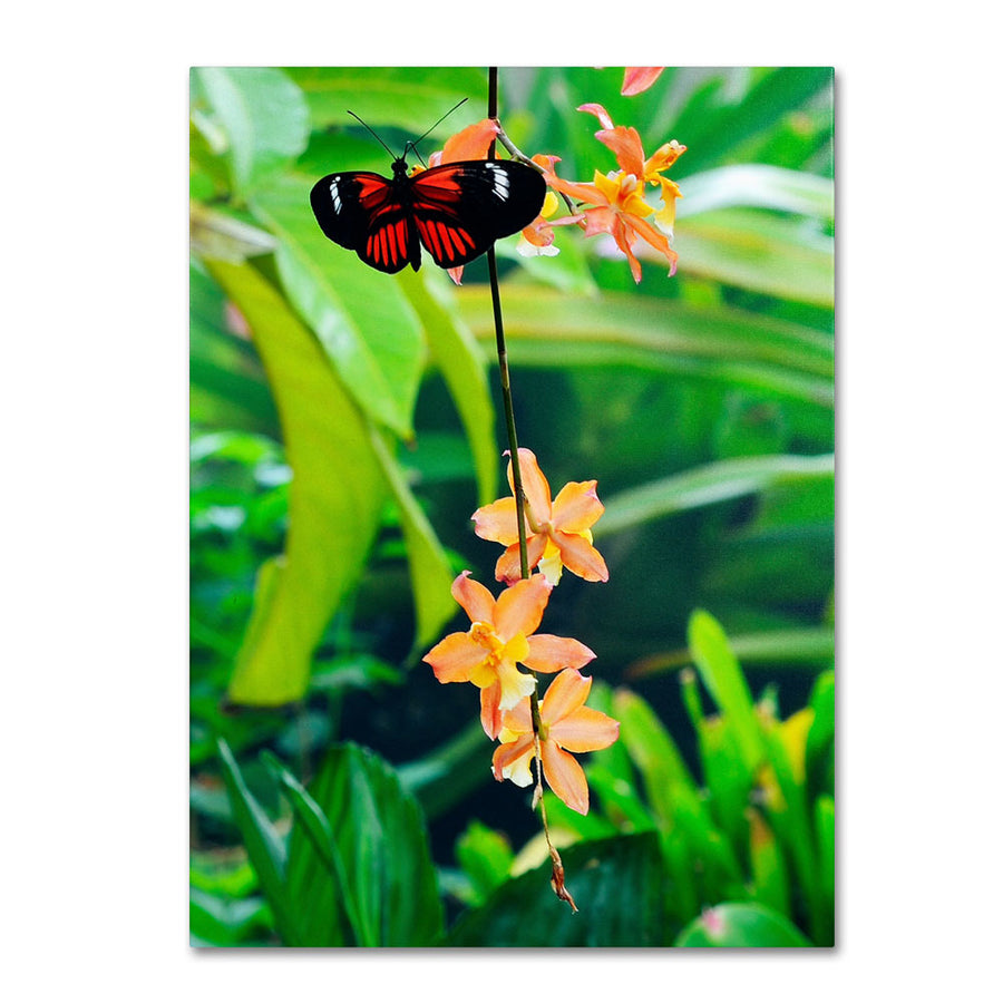 Kurt Shaffer Hecale Longwing on Orchid 14 x 19 Canvas Art Image 1