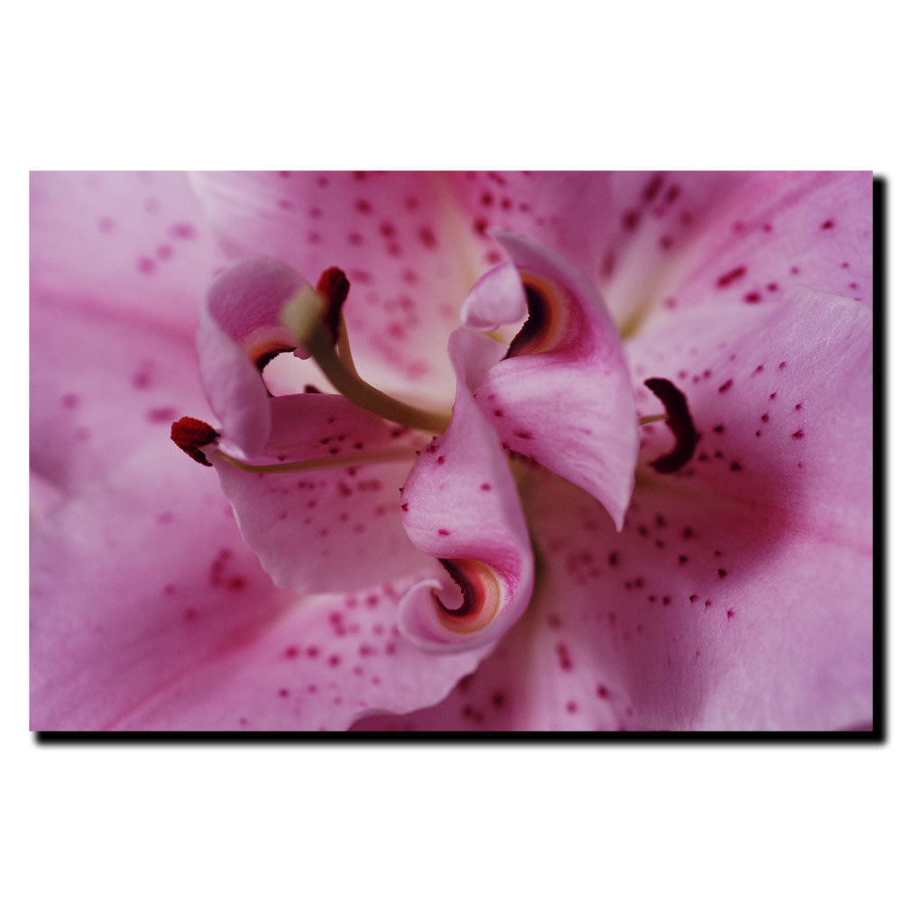 Kurt Shaffer Lily 14 x 19 Canvas Art Image 2