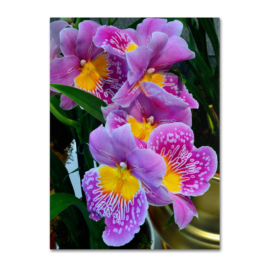 Kurt Shaffer Happy Orchids 14 x 19 Canvas Art Image 1