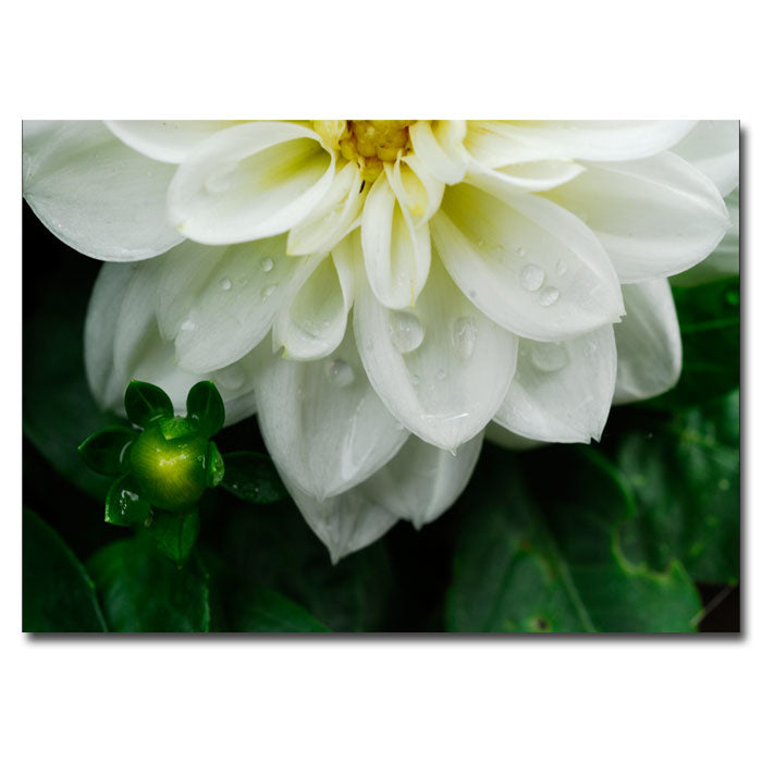 Kurt Shaffer White Dahlia 14 x 19 Canvas Art Image 1