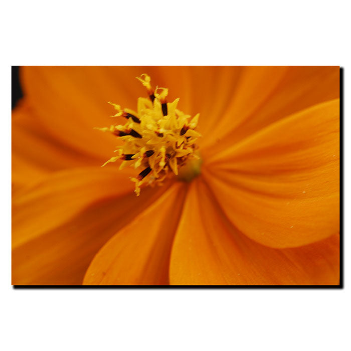 Kurt Shaffer Orange Flower 14 x 19 Canvas Art Image 1