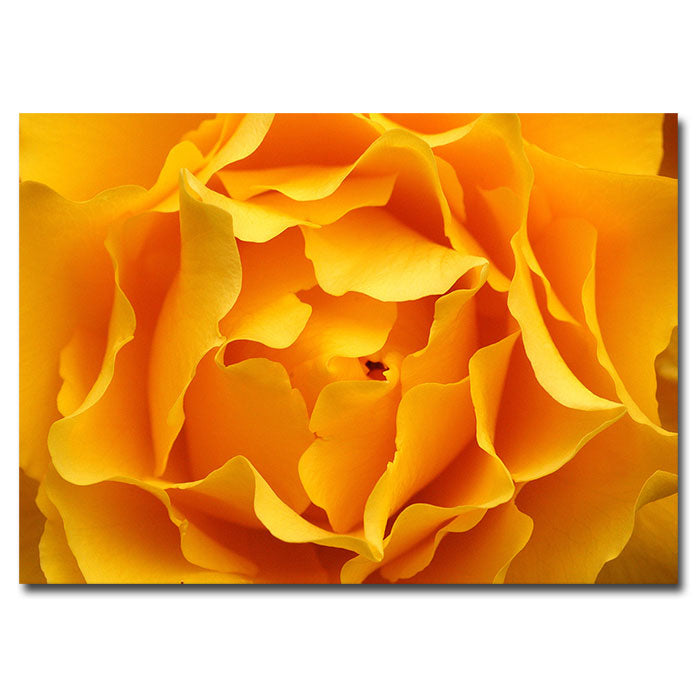 Kurt Shaffer Hypnotic Yellow Rose 14 x 19 Canvas Art Image 1