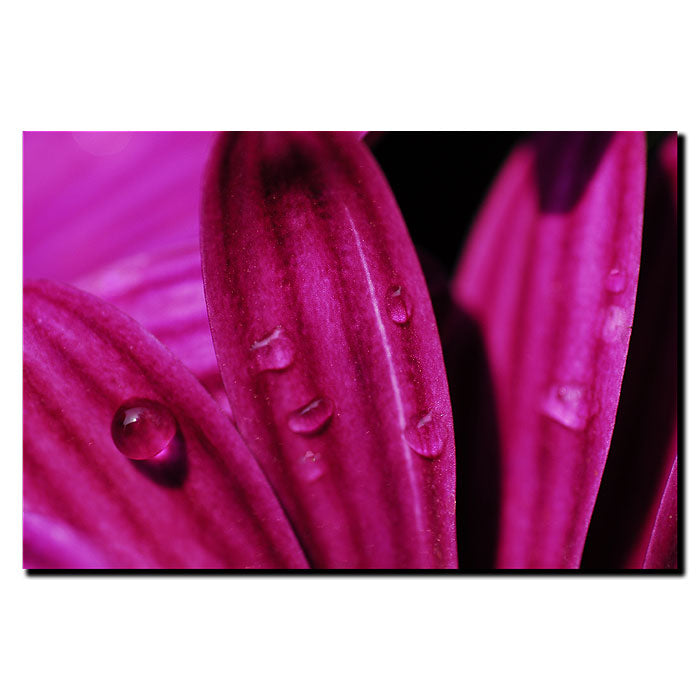 Kurt Shaffer, Purple Macro Daisy 14 x 19 Canvas Art Image 1