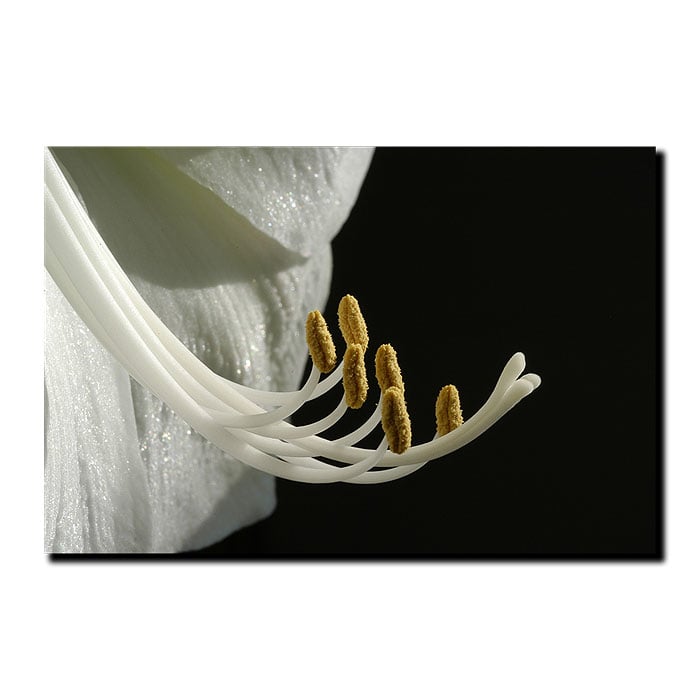 Kurt ShafferIntimate Amaryllis 14 x 19 Canvas Art Image 1