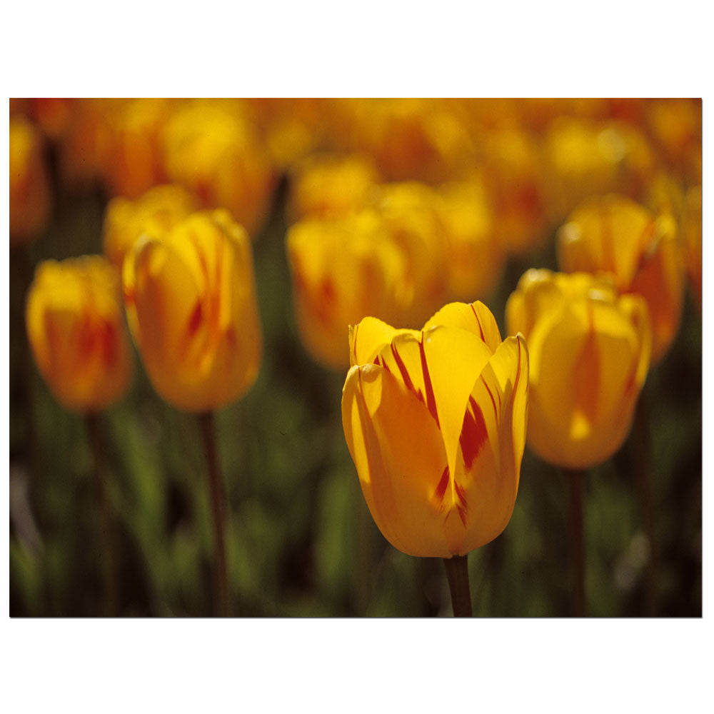 Kurt Shaffer Tulips on Fire 14 x 19 Canvas Art Image 1