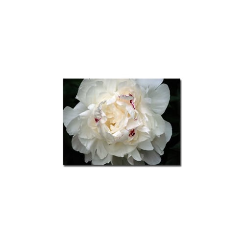 Kurt Shaffer Perfect Peony 14 x 19 Canvas Art Image 1