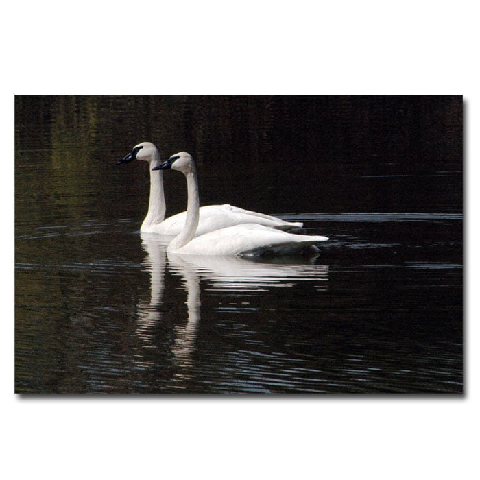 Kurt Shaffer Twin Swans 14 x 19 Canvas Art Image 1