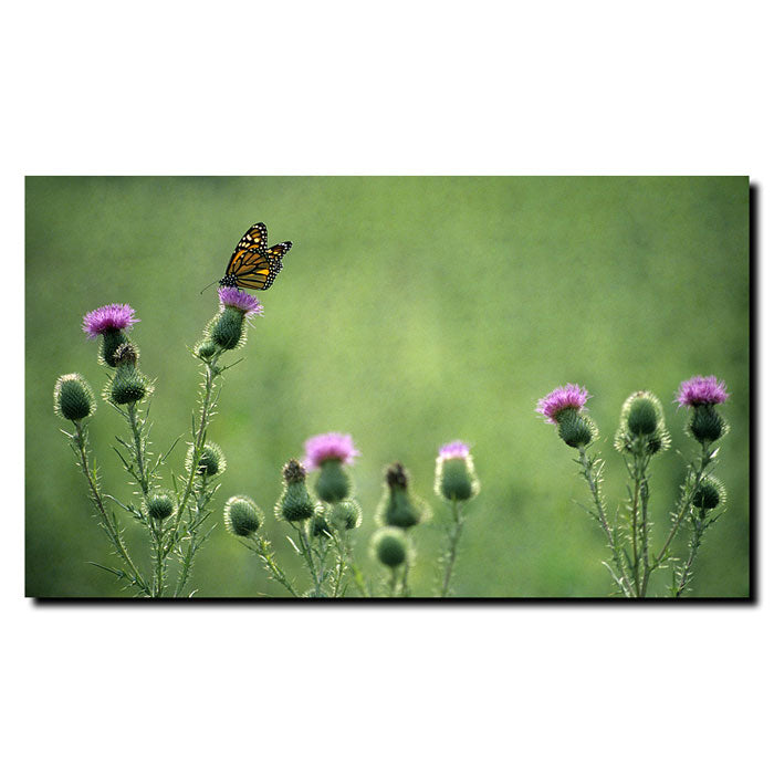 Kurt Shaffer Monarch Thistles 14 x 19 Canvas Art Image 1