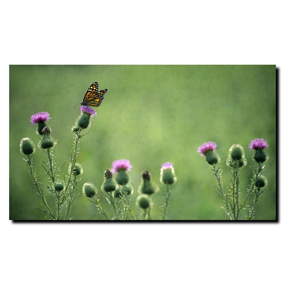 Kurt Shaffer Monarch Thistles 14 x 19 Canvas Art Image 2