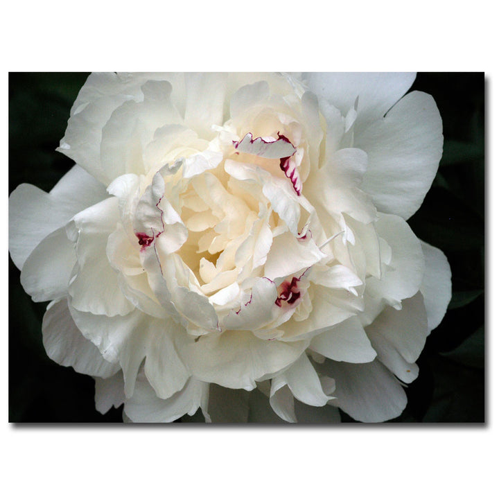 Kurt Shaffer Perfect Peony 14 x 19 Canvas Art Image 2