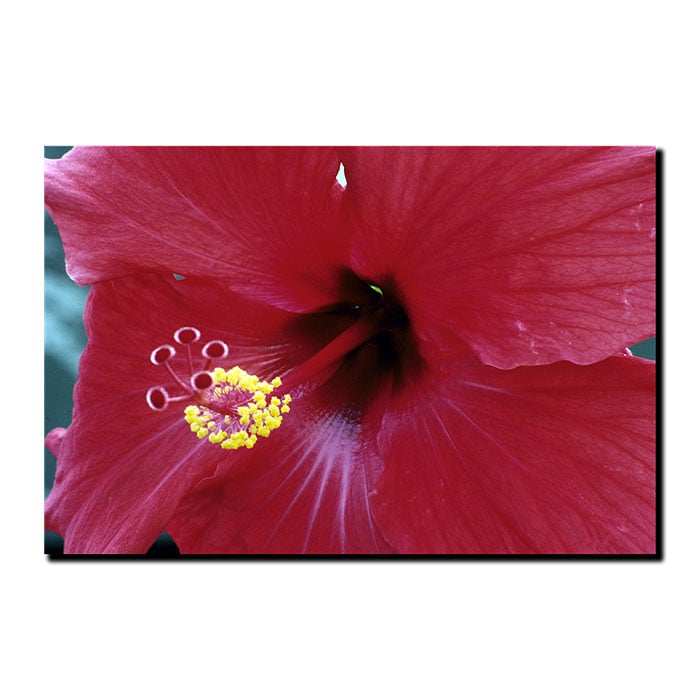 Kurt Shaffer Into The Hibiscus 14 x 19 Canvas Art Image 1