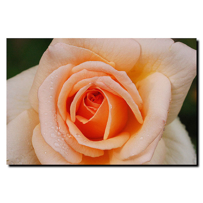 Kurt Shaffer Early Morning Rose 14 x 19 Canvas Art Image 1