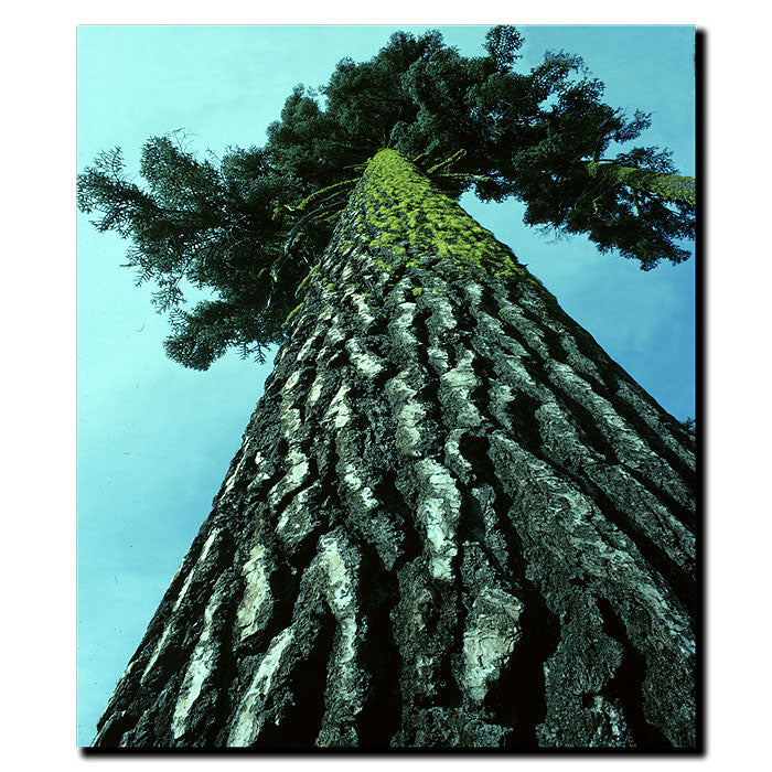 Kurt Shaffer A Tree of Life 14 x 19 Canvas Art Image 1
