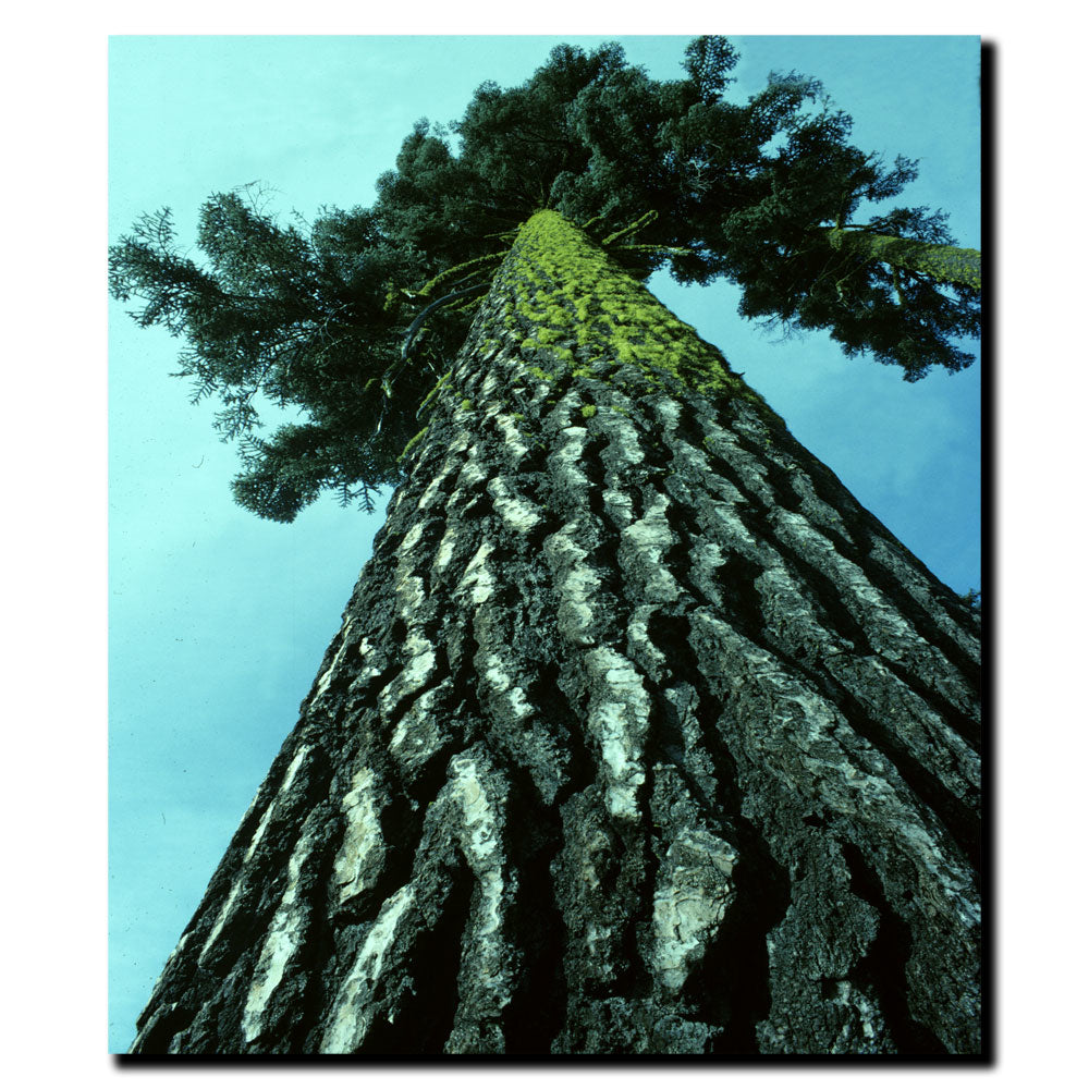 Kurt Shaffer A Tree of Life 14 x 19 Canvas Art Image 2