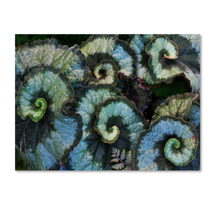 Kurt Shaffer Escargot Begonia 14 x 19 Canvas Art Image 1